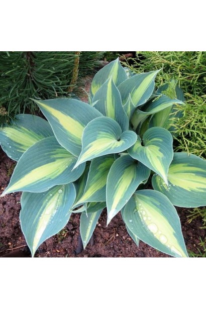 Hosta ’Catherine’ листя